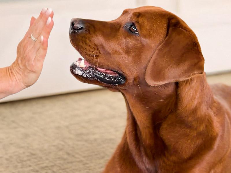 Hund mit angehobenen Lefzen